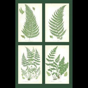 CLASSIC VICTORIAN 1879 ANNE PRATT FERN PRINTS CHROMOLITHOGRAPHS SET OF 4